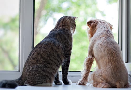 hund_katze_fensterbank